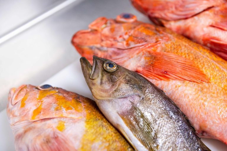 20250220 Poindexter FishfulFutureXVistal 16 768x512